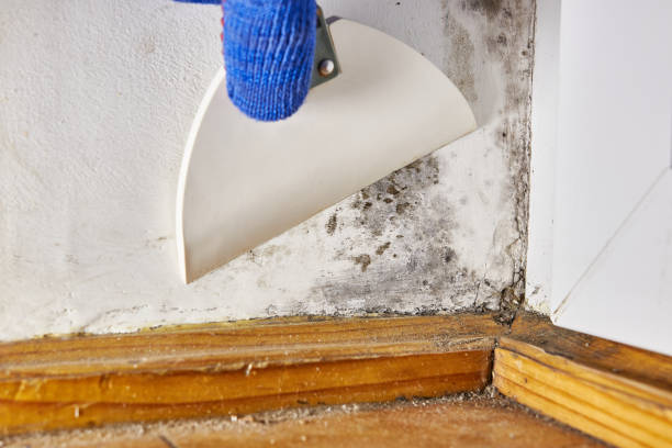 Best Asbestos and Lead Testing During Mold Inspection  in Nicollet, MN
