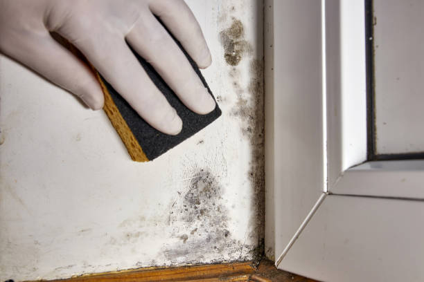 Best Airborne Mold Testing  in Nicollet, MN