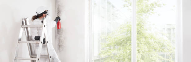 Environmental Consulting for Mold Prevention in Nicollet, MN